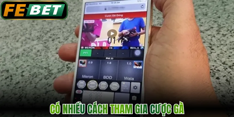 Có nhiều cách tham gia cược gà
