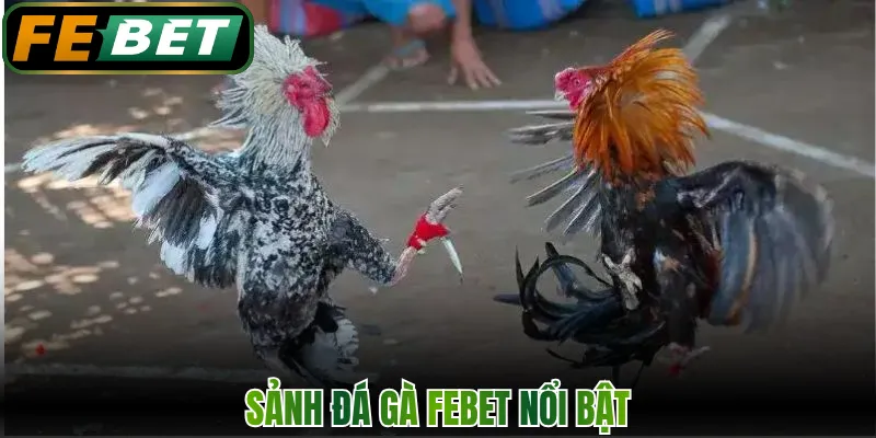 Sảnh đá gà FEBET nổi bật